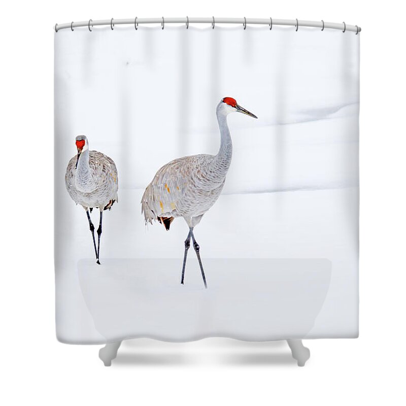 Sandhill Cranes; Wild Bird; Winter; Snow; Michigan Shower Curtain featuring the photograph A Sandhill Crane Couple Walking in Snow by Shixing Wen