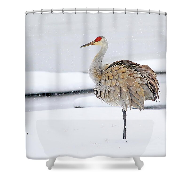 Sandhill Crane; Wild Bird; Cranes; Winter Scene; Snow; Michigan Shower Curtain featuring the photograph A Sandhill Crane Standing in Snow by Shixing Wen