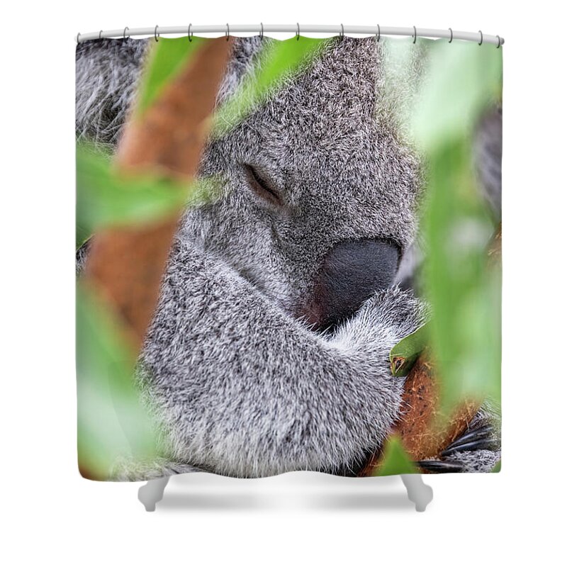 Koala Shower Curtain featuring the photograph A sleeping koala, Phascolarctos cinereus, in a eucalyptus tree, Healseville, Australia. This cute marsupial sleeps for 20 hours a day and is endangered in the wild. by Jane Rix