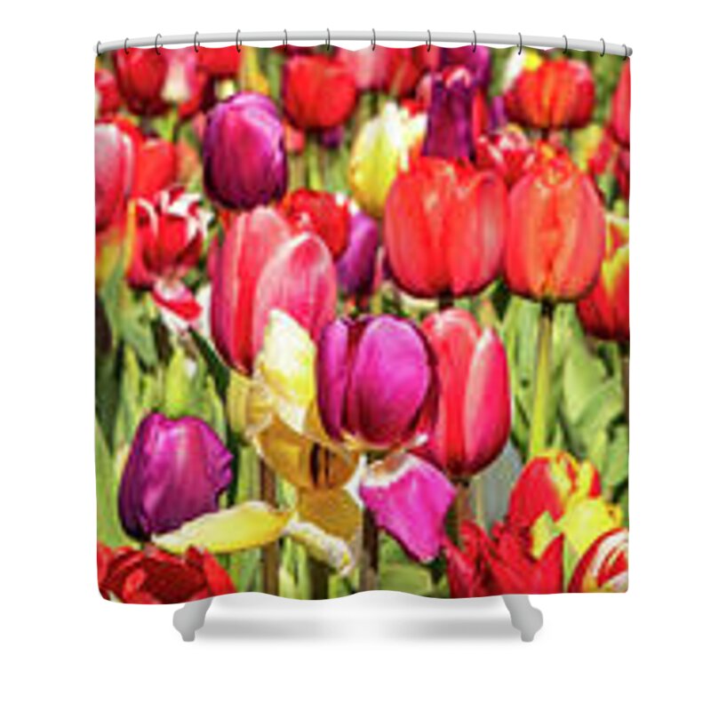 Tulip Shower Curtain featuring the photograph A Slice Of A Tulip Field by Elvira Peretsman