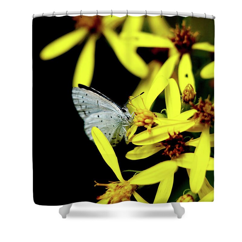 Celastrina Argiolus Shower Curtain featuring the photograph Butterfly Holly blue on yellow flower by Vaclav Sonnek
