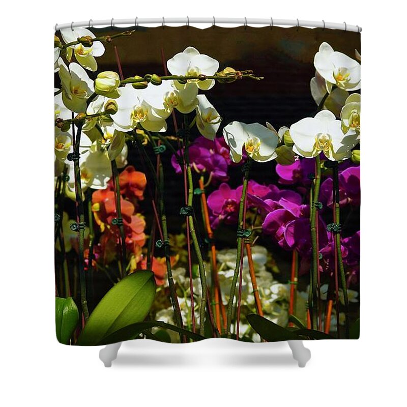 Orchids Shower Curtain featuring the photograph A Time For Beauty by Ira Shander