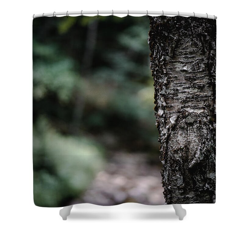 Photography Shower Curtain featuring the photograph A Tree Along the Trail by Evan Foster
