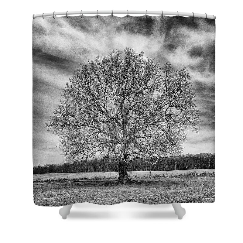  Tree Shower Curtain featuring the photograph A Tree in Winter in Black and White by William Jobes