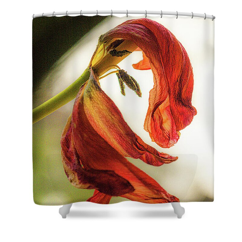Bloem Shower Curtain featuring the photograph A tulip's last bow by Casper Cammeraat
