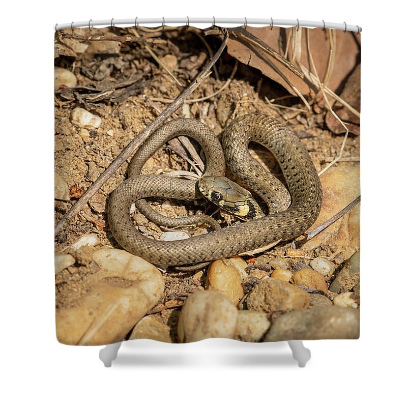 https://render.fineartamerica.com/images/rendered/default/shower-curtain/images/artworkimages/medium/3/a-very-young-grass-snake-on-the-ground-stefan-rotter.jpg?&targetx=-220&targety=0&imagewidth=1228&imageheight=819&modelwidth=787&modelheight=819&backgroundcolor=2A1B0E&orientation=0