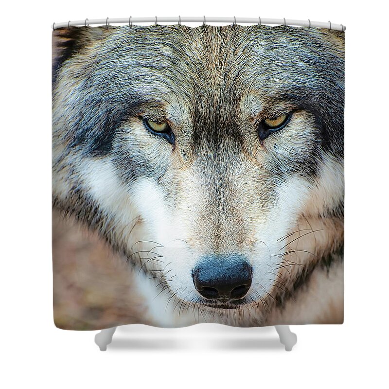 Wolf Shower Curtain featuring the photograph A Wolf's Intimidating Stare by Gary Slawsky