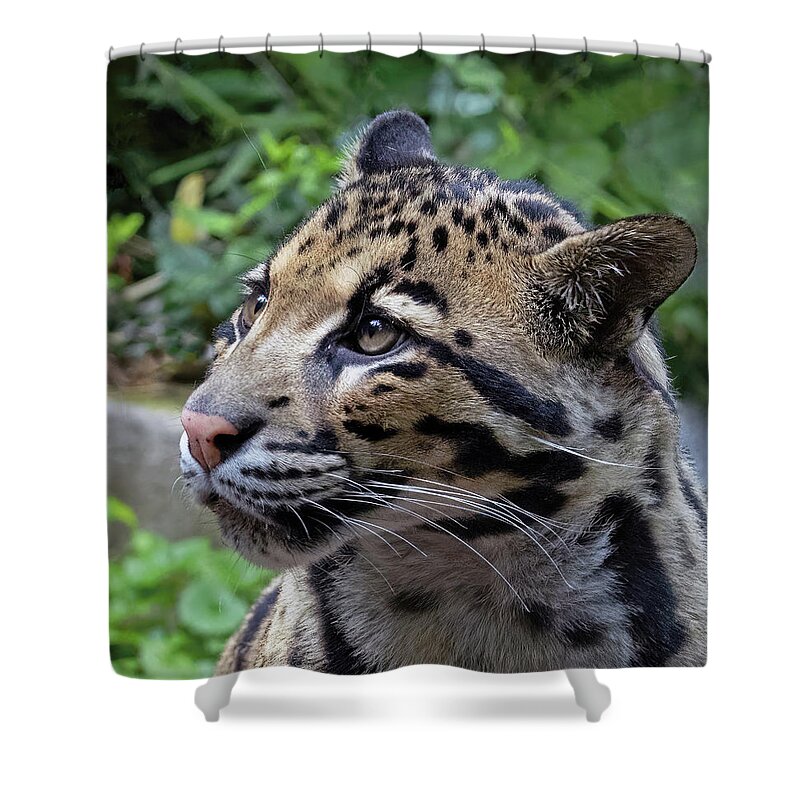 Animal Shower Curtain featuring the photograph A Young Leopard's Dream by Gina Fitzhugh