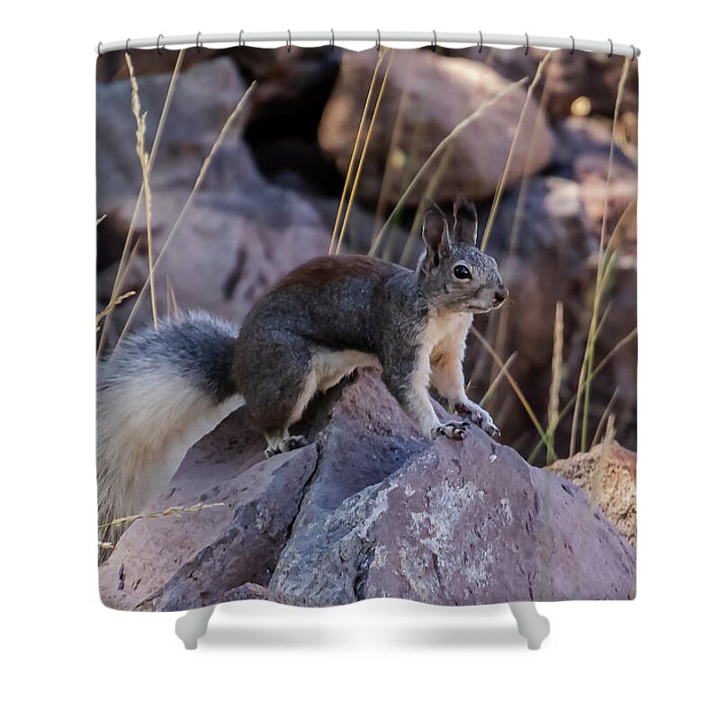 Squirrel Shower Curtain featuring the photograph Abert's Squirrel by Laura Putman