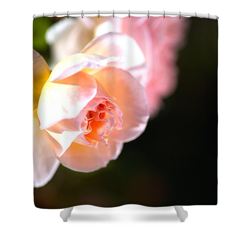 Abraham Darby Rose Flower Shower Curtain featuring the photograph Abraham Darby Autumn Rose by Joy Watson