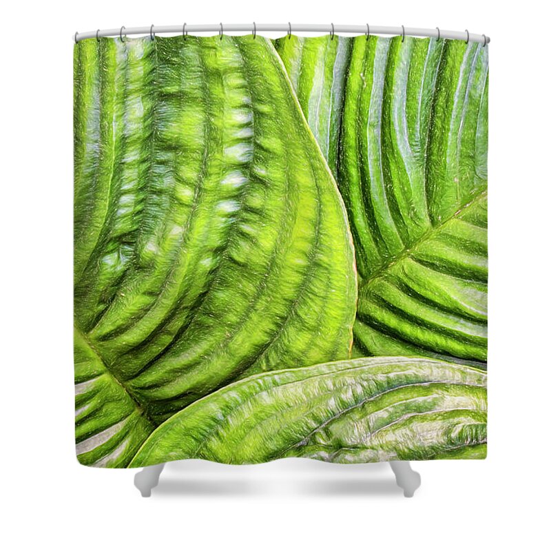 Bat Flower Shower Curtain featuring the photograph Abstract Leaves Of The Bat Flower by Gary Slawsky