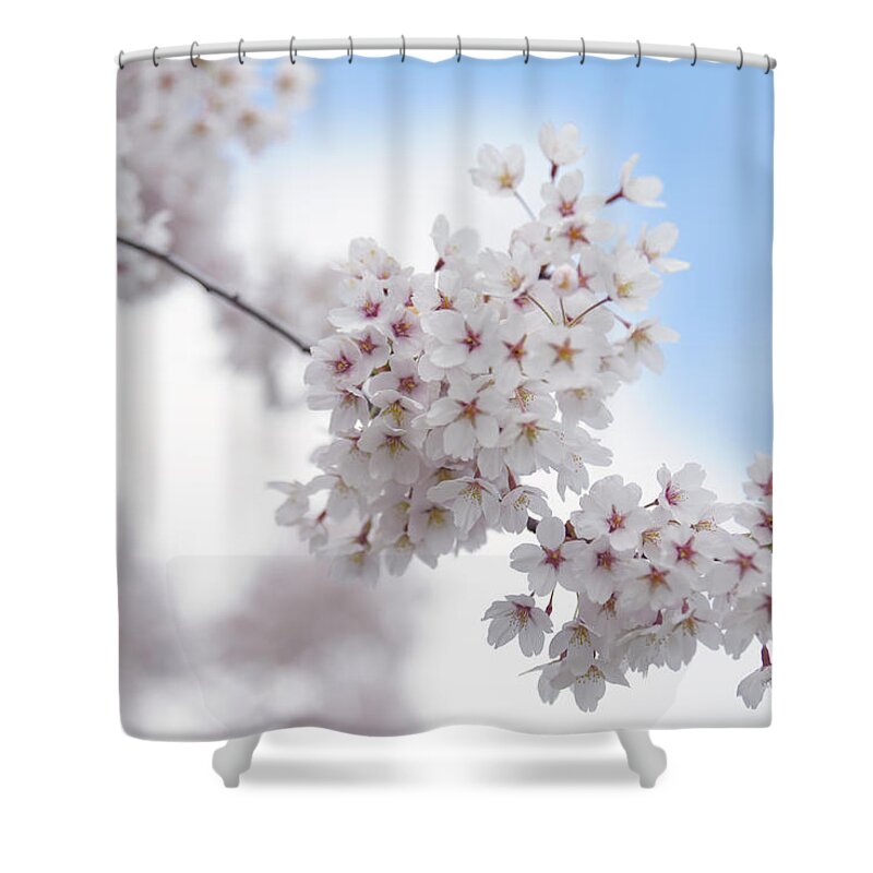 Jenny Rainbow Fine Art Photography Shower Curtain featuring the photograph Abundant Blooms of Yoshino Cherry - Clusters of Flowers 2 by Jenny Rainbow