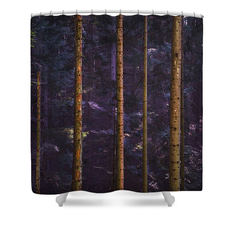 Forest Shower Curtain featuring the photograph Acquerino nature reserve forest. Tree trunks vertical pattern. by Stefano Orazzini