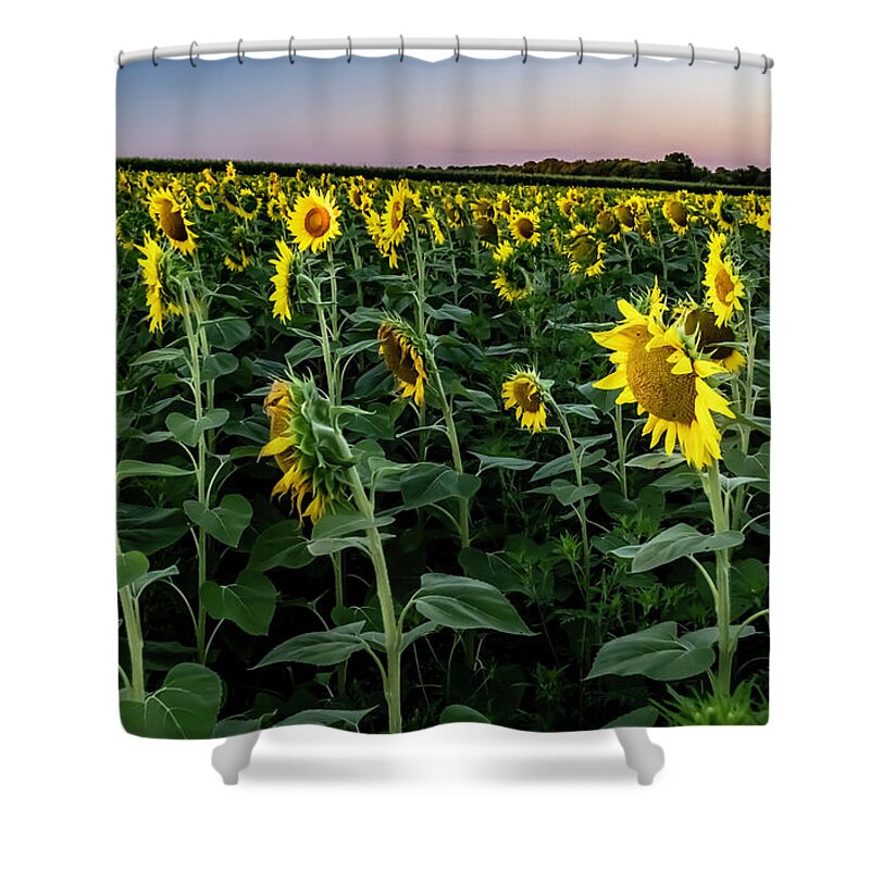 Sun Flowers Shower Curtain featuring the photograph Across a field of Sun Flowers by Sven Brogren
