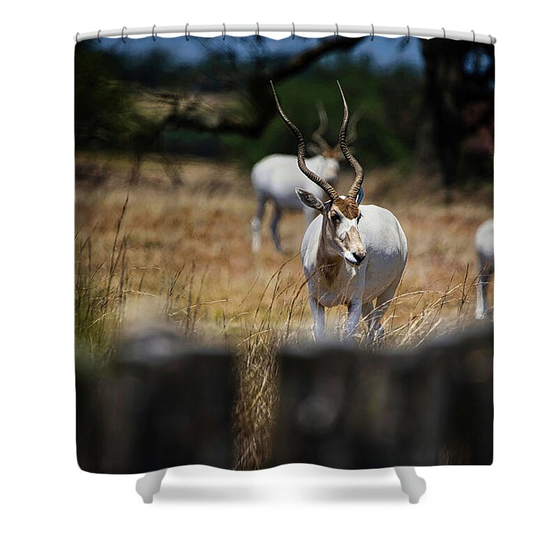 Addax Shower Curtain featuring the photograph Addax Antelope by Rene Vasquez