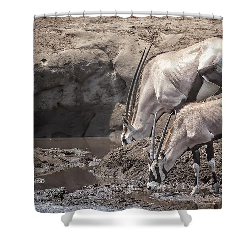 Oryx Shower Curtain featuring the photograph Adult and Juvenile Oryx by Belinda Greb