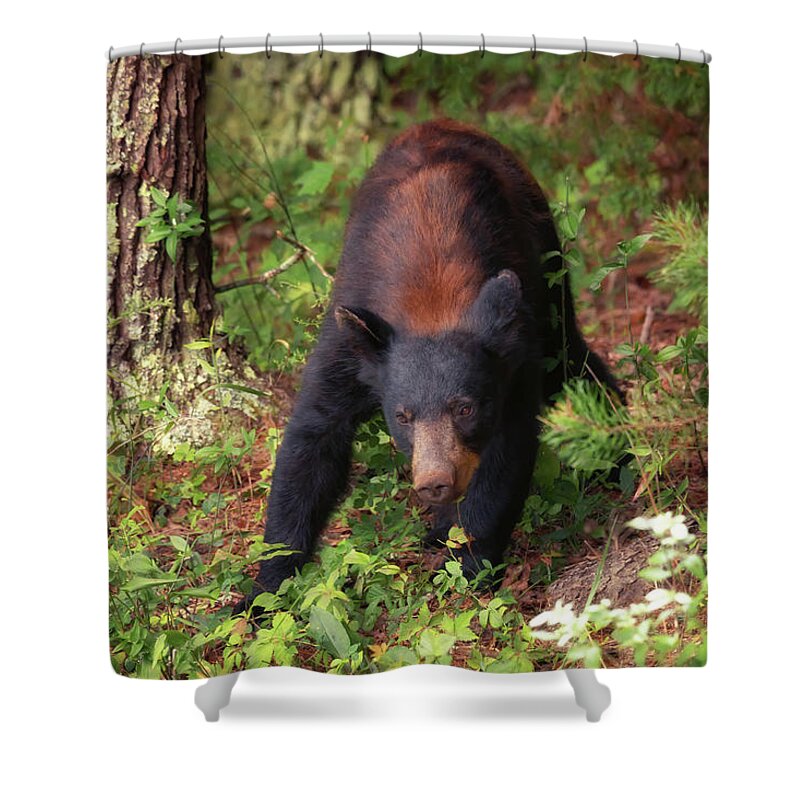 Black Bear Shower Curtain featuring the photograph Adult Black Bear in the Woods - Cades Cove by Susan Rissi Tregoning