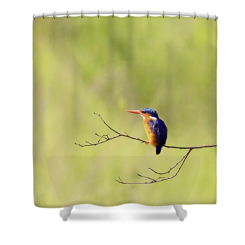 Malachite Shower Curtain featuring the photograph Adult malachite kingfisher, corythornis cristatus, perched on a by Jane Rix