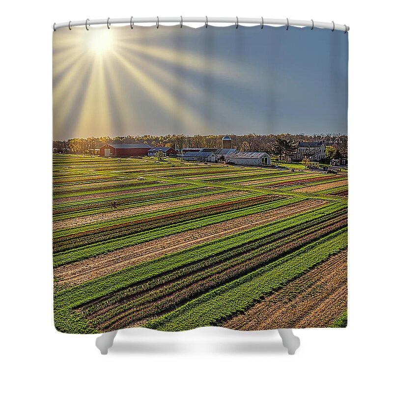Tulip Shower Curtain featuring the photograph Aerial Tulip Farm by Susan Candelario