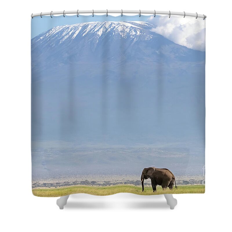 Elephant Shower Curtain featuring the photograph African elephant walks across the grassland of Amboseli National park, Kenya. A snow covered Mount Kilimajaro can be seen in the background. by Jane Rix