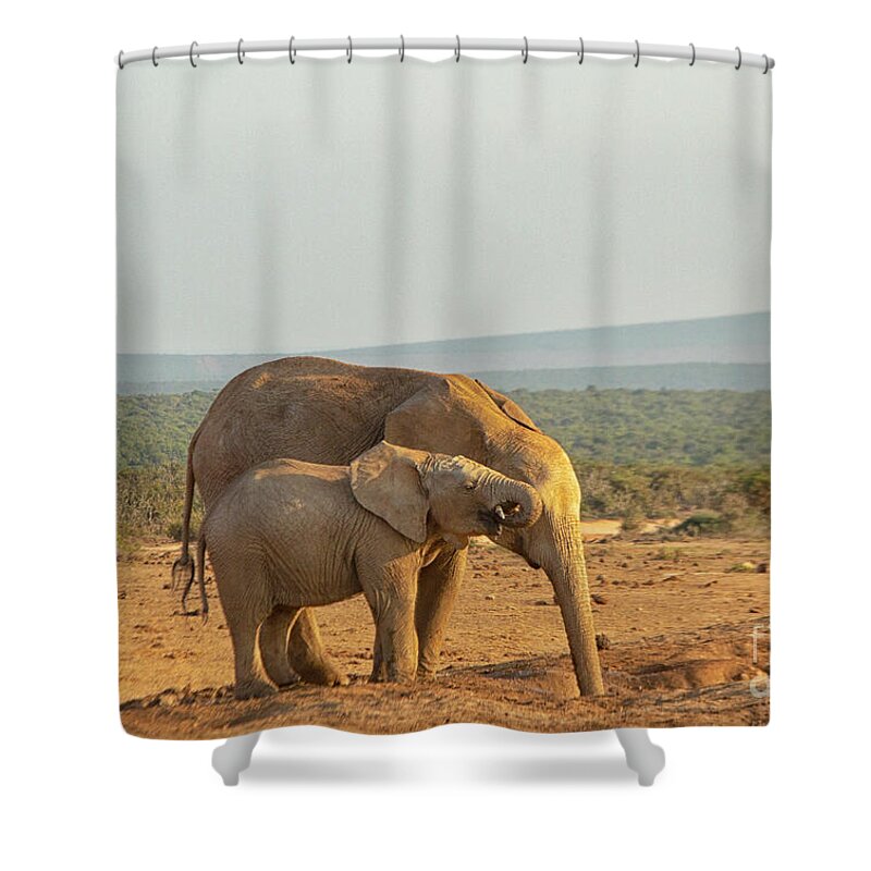 Addo Shower Curtain featuring the photograph African elephants, mother and son , drinking at sunset by Patricia Hofmeester