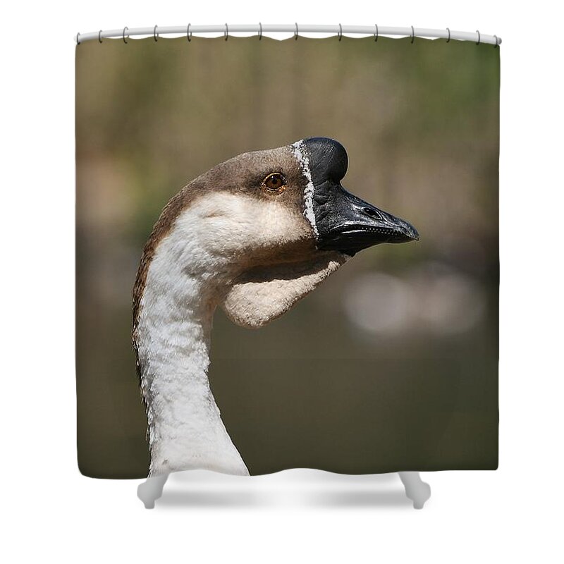 African Goose Shower Curtain featuring the photograph African Goose by Fraida Gutovich
