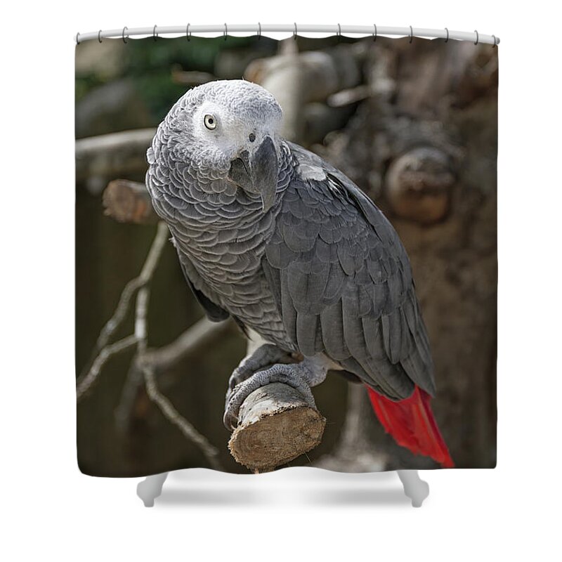 African Grey Parrot Shower Curtain featuring the photograph African Grey Parrot by Elaine Teague