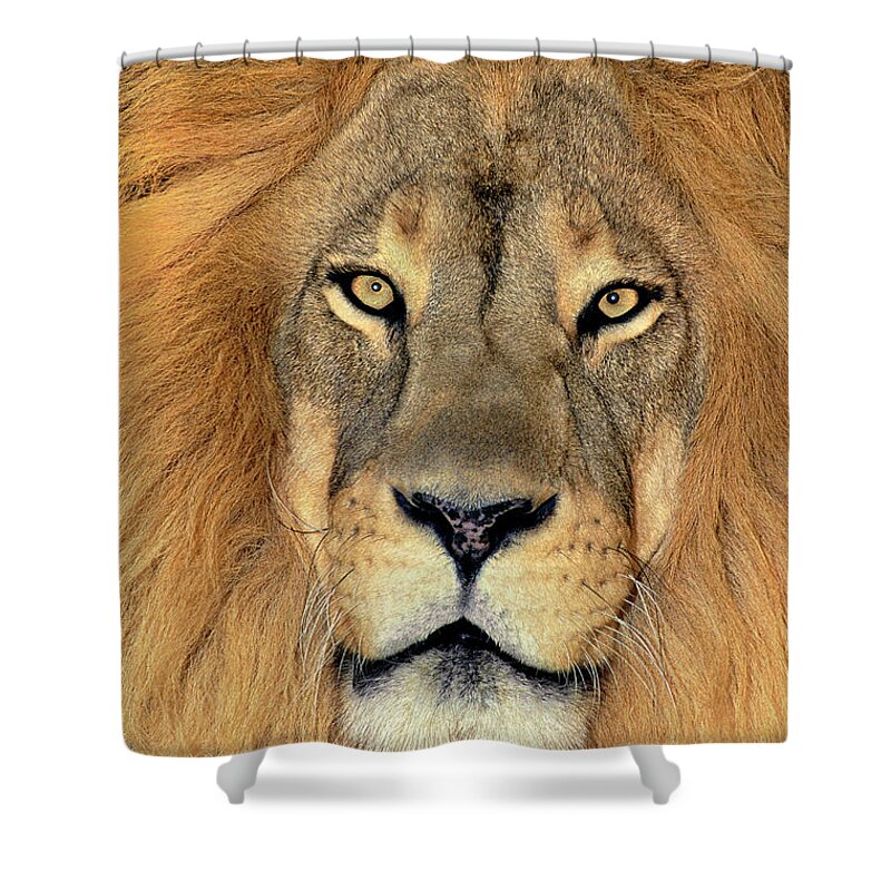 African Lion Shower Curtain featuring the photograph African Lion Portrait Wildlife Rescue by Dave Welling