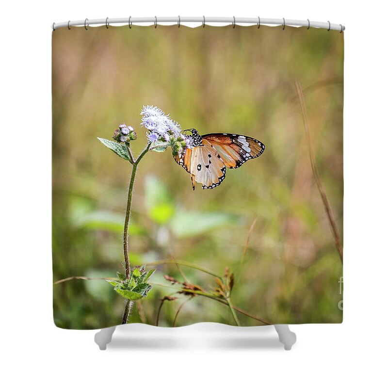 Butterfly Shower Curtain featuring the photograph African Monarch by Claudio Maioli