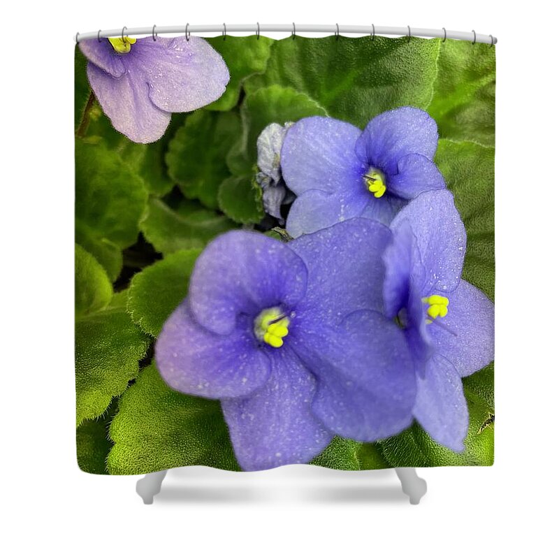 African Violet Shower Curtain featuring the photograph African Violet by Albert Massimi