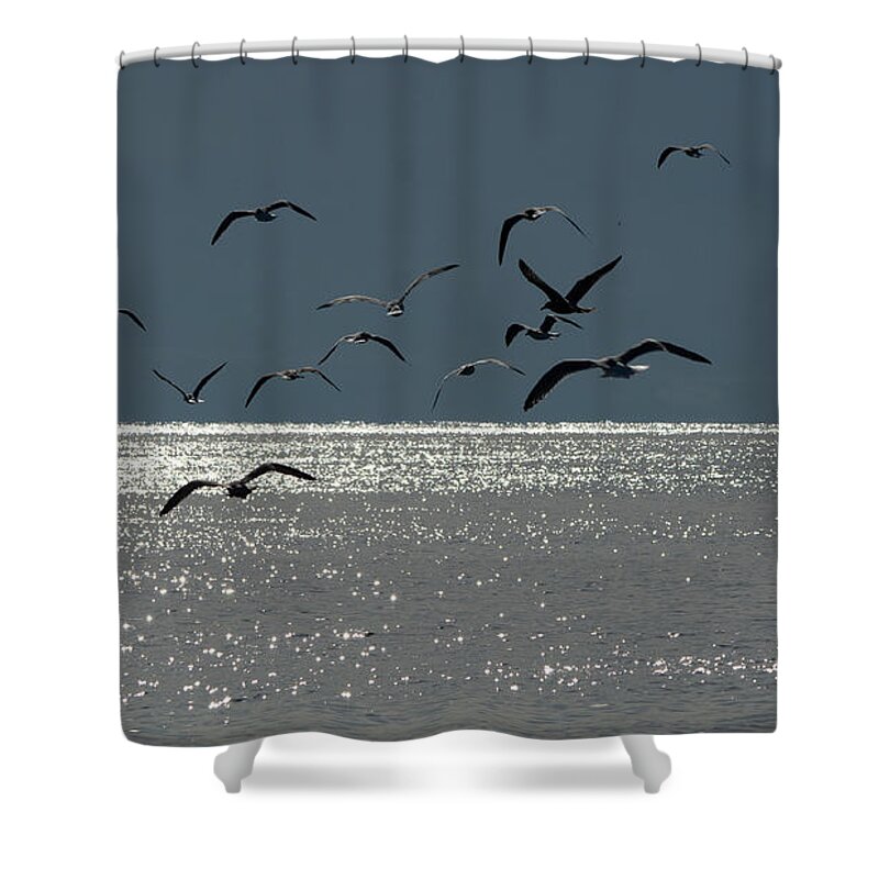 Birds Shower Curtain featuring the photograph Aiming at Light by Linda Bonaccorsi