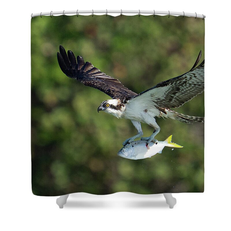 Osprey Shower Curtain featuring the photograph Air Lunch by Todd Tucker