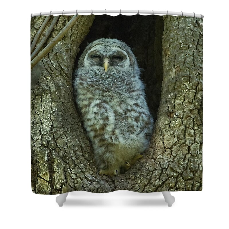Owlet Shower Curtain featuring the photograph Al Fresca Nap by Judy Cuddehe