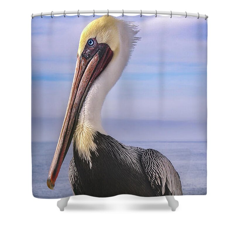 Pelican Shower Curtain featuring the photograph Alan the Pretty Pelican 1 by Sally Bauer