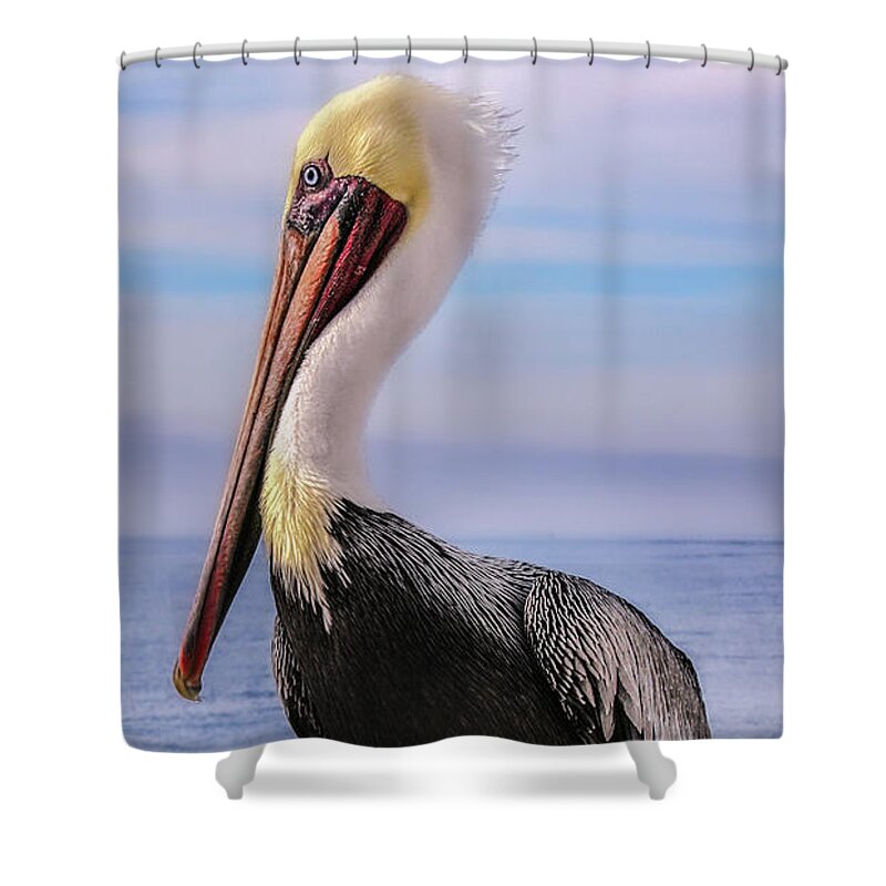 Bird Photography Shower Curtain featuring the photograph Alan the Pretty Pelican 2 by Sally Bauer