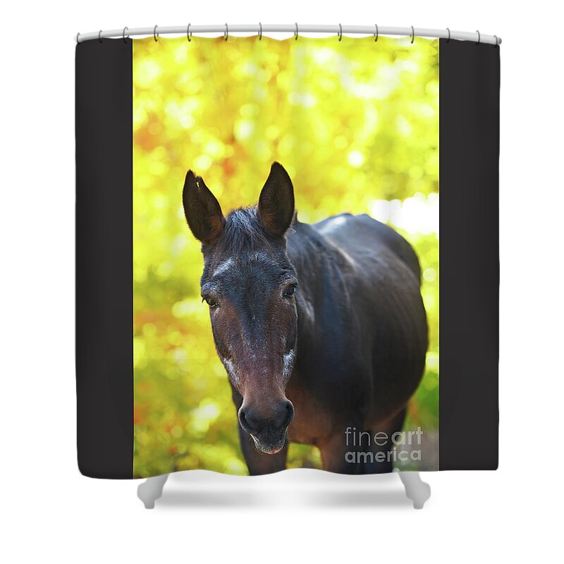 Alice Shower Curtain featuring the photograph Alice by Carien Schippers