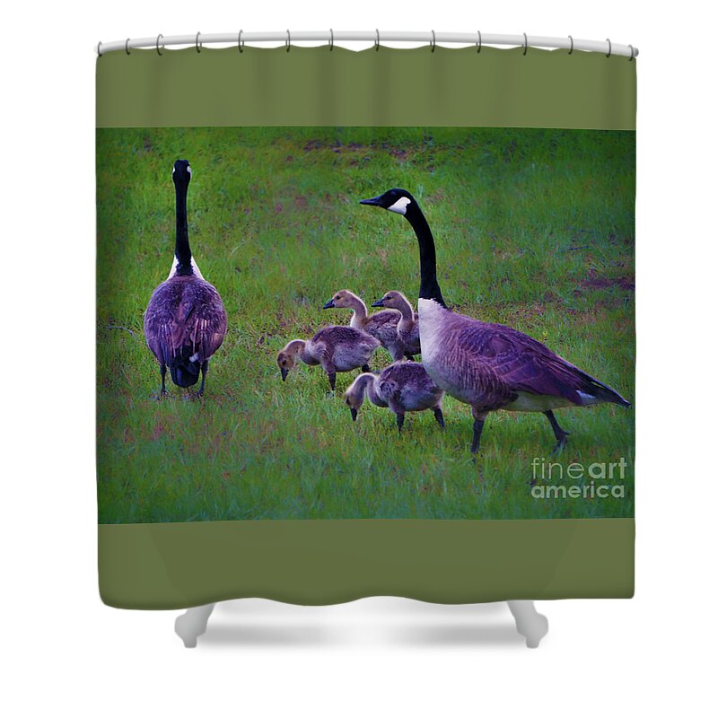 Canada Goose Shower Curtain featuring the photograph All in the Family by Karen Beasley