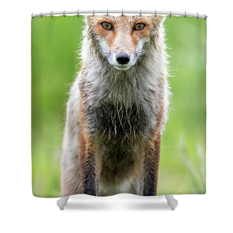 Fox Shower Curtain featuring the photograph All Seasons by Kevin Dietrich