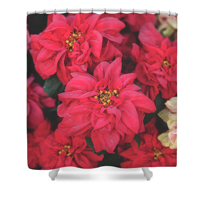 Poinsettias Shower Curtain featuring the photograph All Year 'Round by Laurie Search