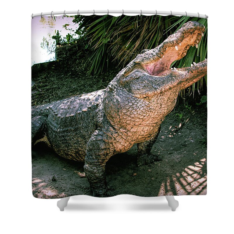 Alligator Shower Curtain featuring the photograph Alligator by Carolyn Hutchins