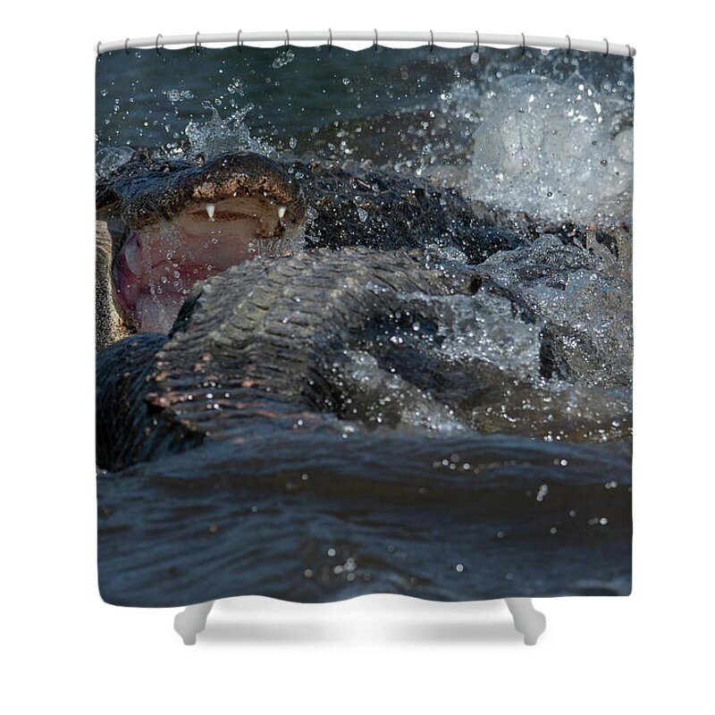 Alligator Shower Curtain featuring the photograph Alligator Fight by Carolyn Hutchins