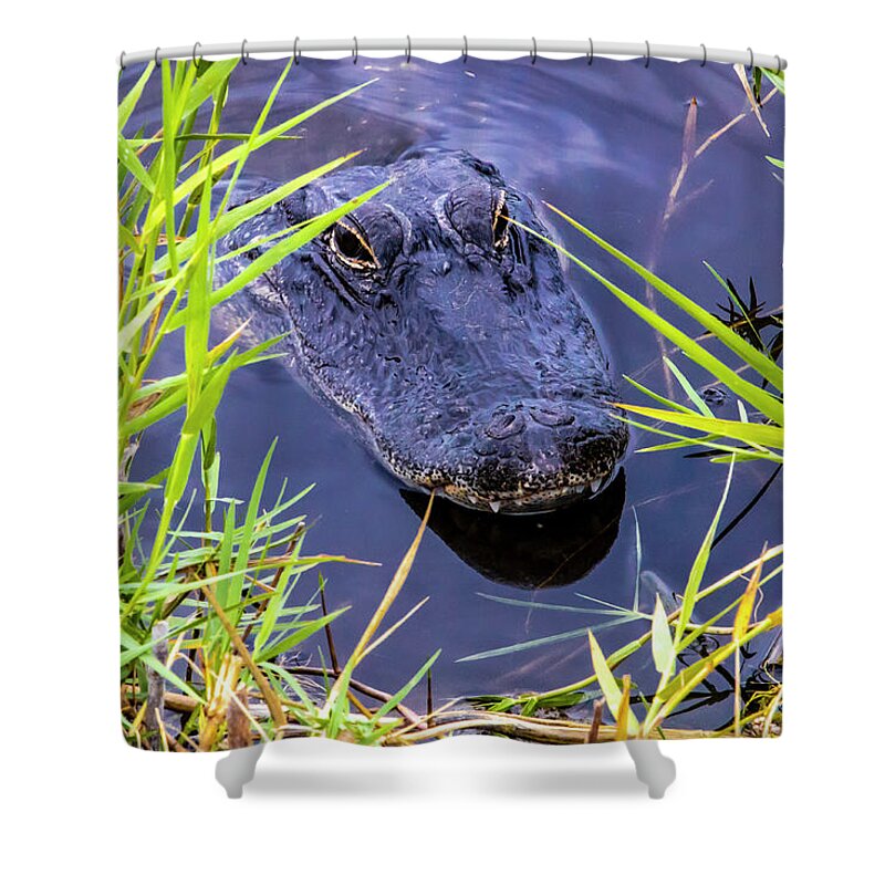 Alligator Shower Curtain featuring the photograph Alligator Lurking by Blair Damson