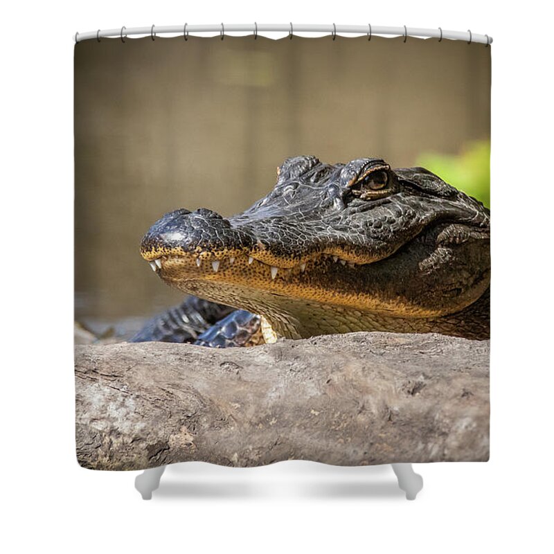 Alligator portrait Shower Curtain by Jim Dvorak - Fine Art America
