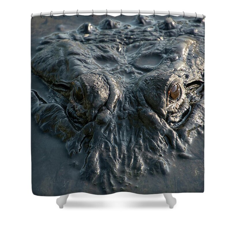 Alligator Shower Curtain featuring the photograph Alligator Predator Stare by Carolyn Hutchins