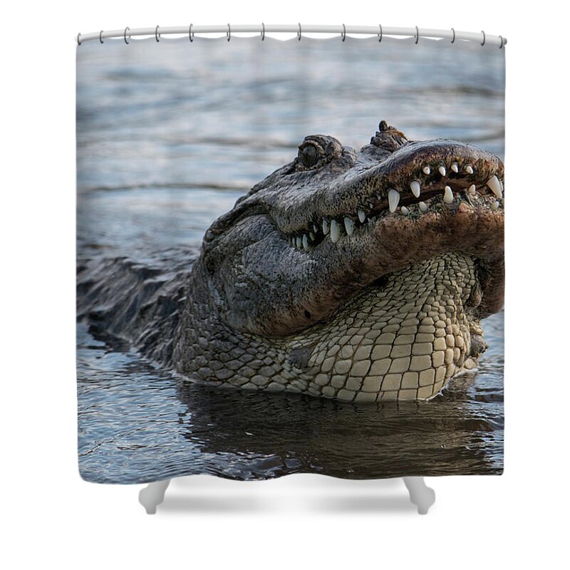 Alligator Shower Curtain featuring the photograph Alligator Smile by Carolyn Hutchins