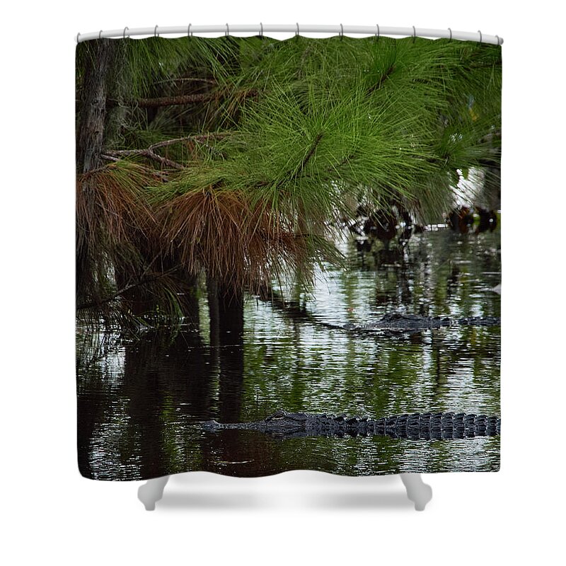 Georgia Shower Curtain featuring the photograph Alligator Swims in the Okefenokee by John Simmons