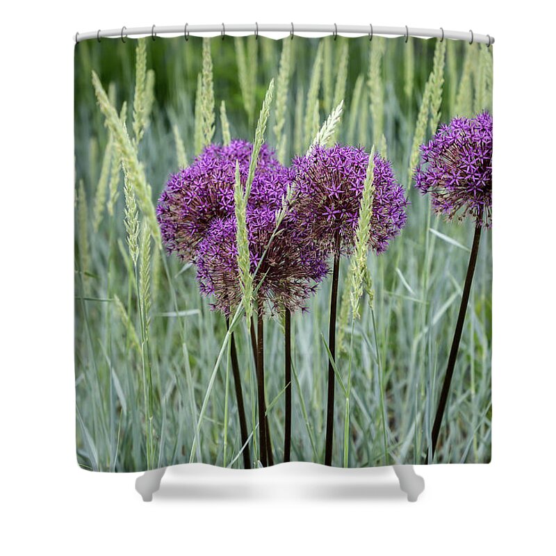 Dow Gardens Shower Curtain featuring the photograph Allium in the Weeds by Robert Carter