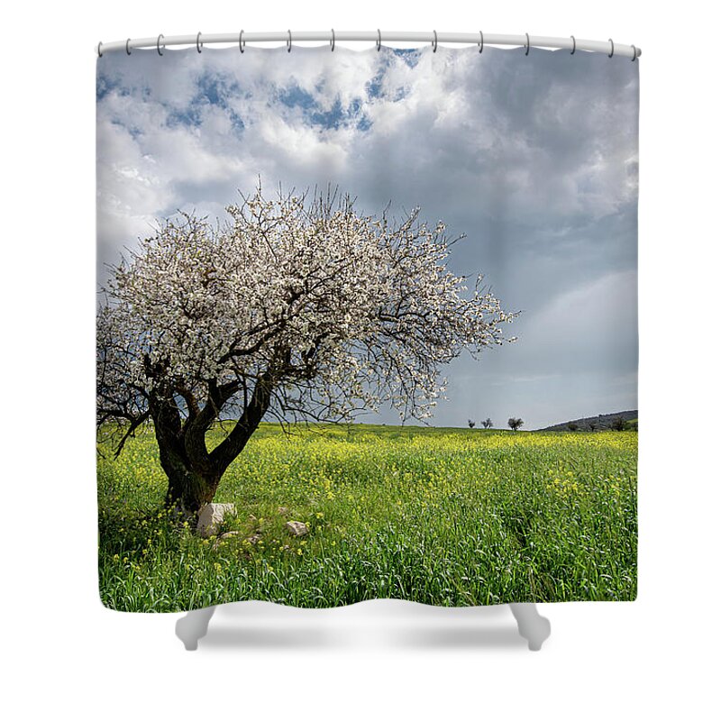 Almond Tree Shower Curtain featuring the photograph Almond tree with blossoms against cloudy sky. by Michalakis Ppalis