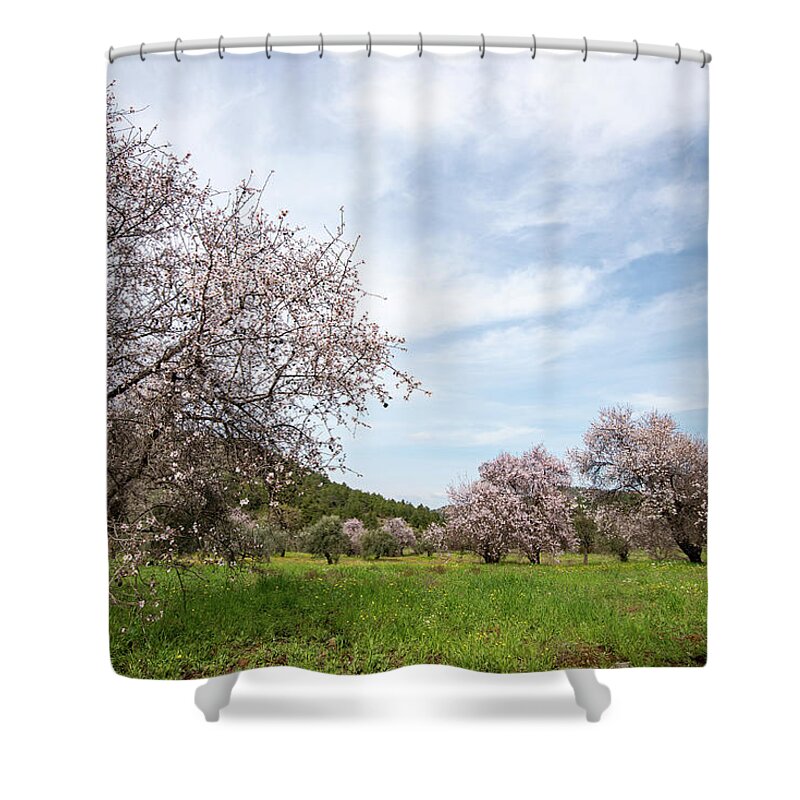 Spring Shower Curtain featuring the photograph Almond trees bloom in spring against blue sky. by Michalakis Ppalis