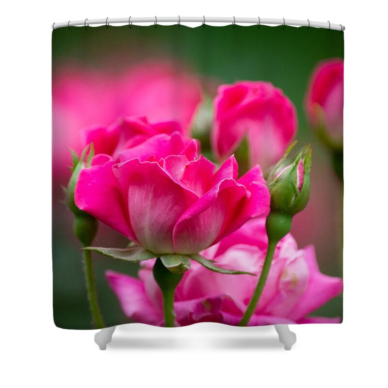 Pink Shower Curtain featuring the photograph Always Comes Back to Pink by Linda Bonaccorsi